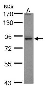 Western Blot: PEX5 Antibody [NBP1-32782] - Sample (30 ug of whole cell lysate) A: A431 7.5% SDS PAGE, antibody diluted at 1:5000.