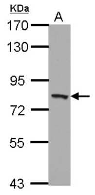 Western Blot: PEX5 Antibody [NBP2-19781] - Sample (30 ug of whole cell lysate) A: U87-MG 7. 5% SDS PAGE gel, diluted at 1:1000.