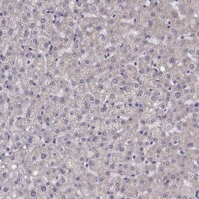 Immunohistochemistry-Paraffin: PEX5L Antibody [NBP2-38840] - Staining of human liver shows low expression as expected.