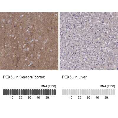 Immunohistochemistry-Paraffin: PEX5L Antibody [NBP2-38840] - Staining in human cerebral cortex and liver tissues using anti-PEX5L antibody. Corresponding PEX5L RNA-seq data are presented for the same tissues.