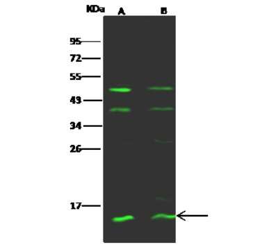 Western Blot: PFDN1 Antibody [NBP2-97001] - Anti-PFDN1 rabbit polyclonal antibody at 1:500 dilution. Lane A: HeLa Whole Cell Lysate. Lane B: Jurkat Whole Cell Lysate. Lysates/proteins at 30 ug per lane. Secondary Goat Anti- Rabbit  IgG H&L (Dylight 800)  at 1/10000 dilution. Developed using the Odyssey technique. Performed under reducing conditions. Predicted band size: 14 kDa. Observed band size: 14 kDa (We are unsure as to the identity of these extra bands).