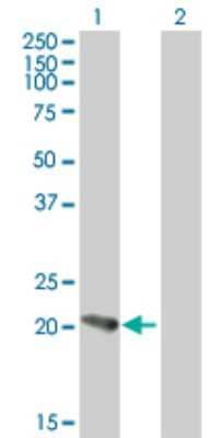 Western Blot: PFDN5 Antibody [H00005204-B03P] - Analysis of PFDN5 expression in transfected 293T cell line. Lane 1: PFDN5 transfected lysate (16.94 KDa). Lane 2: Non-transfected lysate.