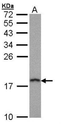 Western Blot: PFDN5 Antibody [NBP1-31643] - Sample (30 ug of whole cell lysate) A: Hep G2 12% SDS PAGE; antibody diluted at 1:1000.