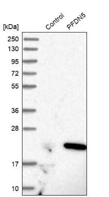 Western Blot: PFDN5 Antibody [NBP1-82639] - Analysis in control (vector only transfected HEK293T lysate) and PFDN5 over-expression lysate (Co-expressed with a C-terminal myc-DDK tag (3.1 kDa) in mammalian HEK293T cells).