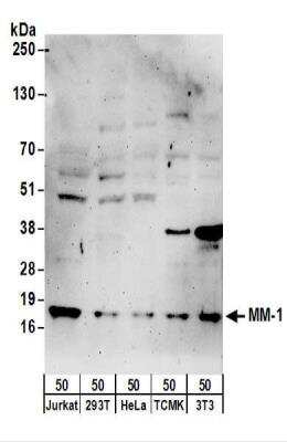 Western Blot: PFDN5 Antibody [NBP2-22337] - Samples:  Whole cell lysate (50 ug) from Jurkat, 293T, HeLa, mouse TCMK-1, and mouse NIH3T3 cells.  Antibodies:  Affinity purified rabbit anti-MM-1 antibody used for WB at 1 ug/ml.  Detection: Chemiluminescence with an exposure time of 3 minutes.