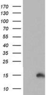 Western Blot: PFDN6 Antibody (OTI4E10) - Azide and BSA Free [NBP2-73339] - HEK293T cells were transfected with the pCMV6-ENTRY control (Left lane) or pCMV6-ENTRY PFDN6 (Right lane) cDNA for 48 hrs and lysed. Equivalent amounts of cell lysates (5 ug per lane) were separated by SDS-PAGE and immunoblotted with anti-PFDN6.