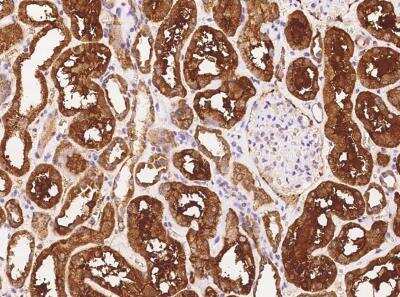 Immunohistochemistry-Paraffin: PFTK1 Antibody [NBP3-06062] - Immunochemical staining of human PFTK1 in human kidney with rabbit polyclonal antibody at 1:100 dilution, formalin-fixed paraffin embedded sections.