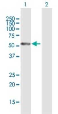 Western Blot: PFTK1 Antibody [H00005218-B01P] - Analysis of PFTK1 expression in transfected 293T cell line by PFTK1 polyclonal antibody.  Lane 1: PFTK1 transfected lysate(49.61 KDa). Lane 2: Non-transfected lysate.