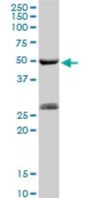 Western Blot: PGA5 Antibody [H00005222-D01P] - Analysis of PGA5 expression in human liver.