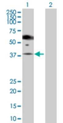 Western Blot: PGA5 Antibody [H00005222-D01P] - Analysis of PGA5 expression in transfected 293T cell line by PGA5 polyclonal antibody.Lane 1: PGA5 transfected lysate(42.00 KDa).Lane 2: Non-transfected lysate.