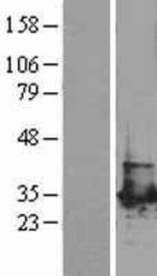 Western Blot PGAM1 Overexpression Lysate