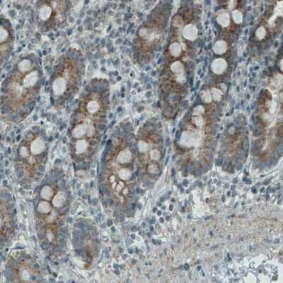 Immunohistochemistry-Paraffin: PGAM5 Antibody (CL0624) [NBP2-52947] - Staining of human small intestine shows moderate cytoplasmic positivity in glandular cells.