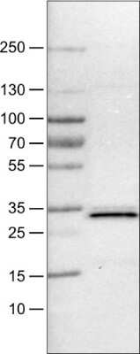 Western Blot PGAM5 Antibody (CL0624)