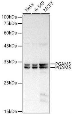 Western Blot PGAM5 Antibody - Azide and BSA Free