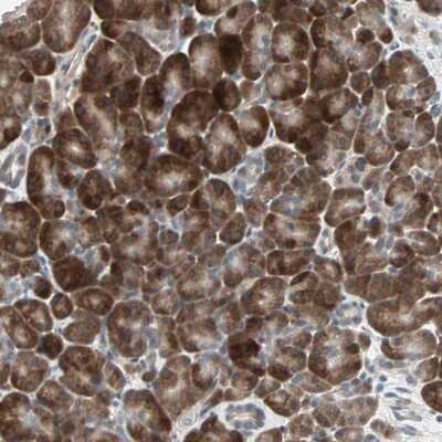 Immunohistochemistry-Paraffin: PGBD1 Antibody [NBP1-85162] - Staining of human pancreas shows strong cytoplasmic positivity in exocrine glandular cells.