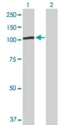 Western Blot: PGBD1 Antibody [H00084547-D01P] - Analysis of PGBD1 expression in transfected 293T cell line by PGBD1 polyclonal antibody.Lane 1: PGBD1 transfected lysate(92.50 KDa).Lane 2: Non-transfected lysate.