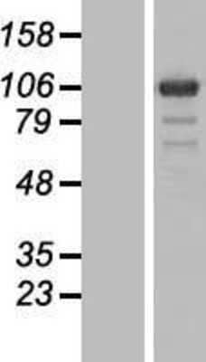 Western Blot: PGBD1 Overexpression Lysate (Adult Normal) [NBP2-06012] Left-Empty vector transfected control cell lysate (HEK293 cell lysate); Right -Over-expression Lysate for PGBD1.