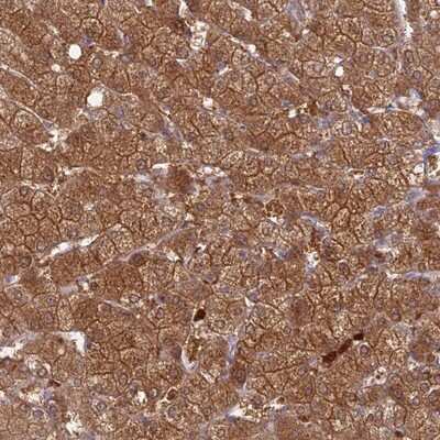 Immunohistochemistry-Paraffin: PGBD4 Antibody [NBP1-81995] - Staining of human liver shows strong cytoplasmic, membranous and nuclear positivity in hepatocytes.