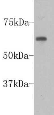 Western Blot: PGBD5 Antibody (7-F8-5) [NBP2-67048] - Analysis on F9 cell lysate using anti-PGBD5 Mouse mAb.