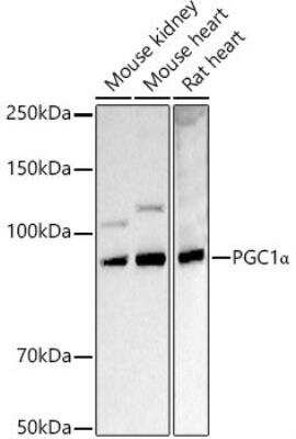 Western Blot: PGC1 alpha Antibody [NBP3-08971] - Analysis of extracts of various cell lines, using PGC1 alpha antibody at 1:1000 dilution. Secondary antibody: HRP Goat Anti-Rabbit IgG (H+L) at 1:10000 dilution.Lysates/proteins: 25ug per lane. Blocking buffer: 3% nonfat dry milk in TBST.Detection: ECL Basic Kit. Exposure time: 5s.