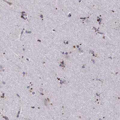 Immunohistochemistry-Paraffin: PGCP Antibody [NBP1-87457] - Staining of human cerebral cortex shows low expression as expected.