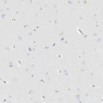 Immunohistochemistry-Paraffin: PGCP Antibody [NBP1-87545] - Staining of human cerebral cortex shows low expression as expected.