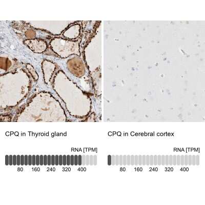 <b>Orthogonal Strategies Validation. </b>Immunohistochemistry-Paraffin: PGCP Antibody [NBP1-87545] - Staining in human thyroid gland and cerebral cortex tissues using anti-CPQ antibody. Corresponding CPQ RNA-seq data are presented for the same tissues.