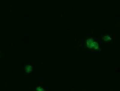 Immunocytochemistry/Immunofluorescence: PGD Antibody (OTI2A5) - Azide and BSA Free [NBP2-73361] - Analysis of COS7 cells transiently transfected by pCMV6-ENTRY PGD.