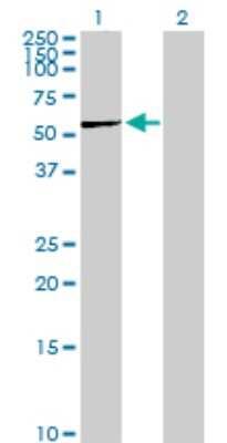 Western Blot: PGD Antibody [H00005226-D01P] - Analysis of PGD expression in transfected 293T cell line by PGD polyclonal antibody.Lane 1: PGD transfected lysate(53.10 KDa).Lane 2: Non-transfected lysate.