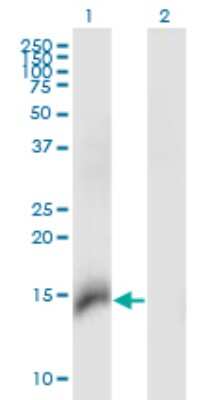 Western Blot: PGEA1 Antibody (2F2) [H00025776-M06] - Analysis of CBY1 expression in transfected 293T cell line by CBY1 monoclonal antibody (M06), clone 2F2. Lane 1: CBY1 transfected lysate (Predicted MW: 14.5 KDa). Lane 2: Non-transfected lysate.