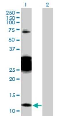 Western Blot: PGEA1 Antibody [H00025776-D01P] - Analysis of CBY1 expression in transfected 293T cell line by CBY1 polyclonal antibody.Lane 1: CBY1 transfected lysate(14.50 KDa).Lane 2: Non-transfected lysate.