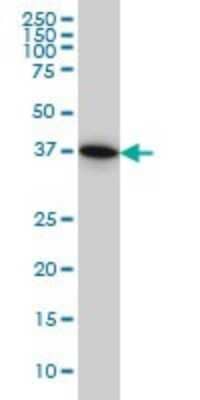 Western Blot: PGGT1B Antibody (5E4) [H00005229-M02] - PGGT1B monoclonal antibody (M02), clone 5E4 Analysis of PGGT1B expression in HeLa.