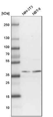Western Blot: PGGT1B Antibody [NBP1-88643] - Analysis in mouse cell line NIH-3T3 and rat cell line NBT-II.
