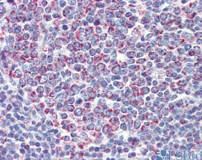 Immunohistochemistry: PGLS Antibody [NBP1-56387] - Human Tonsil.
