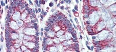 Immunohistochemistry-Paraffin: PGLS Antibody [NBP1-56387] - Human Colon Tissue, antibody concentration 5 ug/ml.