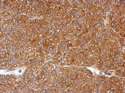 Immunohistochemistry-Paraffin: PGLS Antibody [NBP2-19785] - Immunohistochemical analysis of paraffin-embedded U87 xenograft, using antibody at 1:500 dilution.