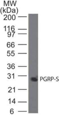 Western Blot: PGLYRP1/PGRP-S Antibody (188C424) - Azide and BSA Free [NBP2-80909] - Analysis using PGLYRP1/PGRP-S antibody. Lysate from human Jurkat cells probed with PGRP-S antibody at 2 ug/ml. Image from the standard format of this antibody.