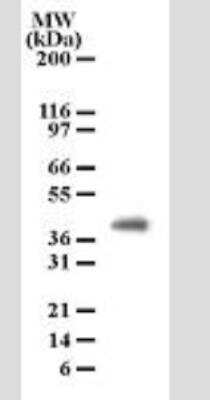 Western Blot: PGLYRP4/PGRP-I beta Antibody (186C426) - Azide Free [NBP2-33246] - Analysis in cell lysates from human brain using a dilution of 2 ug/ml.