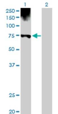 Western Blot: PGM1 Antibody [H00005236-D01P] - Analysis of PGM1 expression in transfected 293T cell line by PGM1 polyclonal antibody.Lane 1: PGM1 transfected lysate(61.40 KDa).Lane 2: Non-transfected lysate.