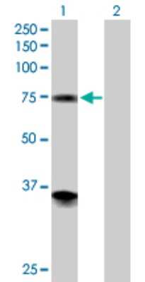 Western Blot: PGM2 Antibody [H00055276-D01P] - Analysis of PGM2 expression in transfected 293T cell line by PGM2 polyclonal antibody.Lane 1: PGM2 transfected lysate(68.30 KDa).Lane 2: Non-transfected lysate.