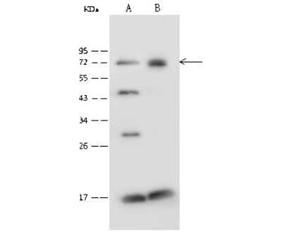 Western Blot: PGM2 Antibody [NBP2-99596] - Anti-PGM2 rabbit polyclonal antibody at 1:500 dilution. Lane A: Jurkat Whole Cell Lysate. Lane B: THP1 Whole Cell Lysate. Lysates/proteins at 30 ug per lane. Secondary Goat Anti-Rabbit IgG (H+L)/HRP at 1/10000 dilution. Developed using the ECL technique. Performed under reducing conditions. Predicted band size: 68 kDa. Observed band size: 68 kDa