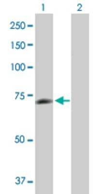 Western Blot: PGM2L1 Antibody [H00283209-B01P] - Analysis of PGM2L1 expression in transfected 293T cell line by PGM2L1 polyclonal antibody.  Lane1:PGM2L1 transfected lysate(68.42 KDa). Lane2:Non-transfected lysate.