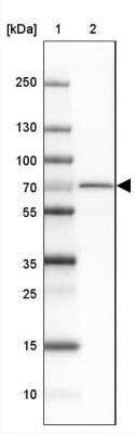 Western Blot PGM2L1 Antibody - BSA Free