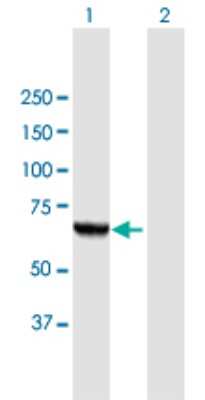 Western Blot: PGM3 Antibody [H00005238-B01P] - Analysis of PGM3 expression in transfected 293T cell line by PGM3 polyclonal antibody.  Lane 1: PGM3 transfected lysate(59.62 KDa). Lane 2: Non-transfected lysate.