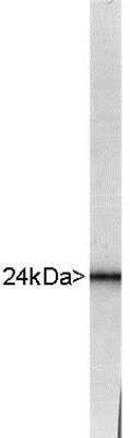 Western Blot: PGP9.5 / UCHL-1 Antibody [NB110-58874] - Blot of whole bovine brain extract stained with RPCA-UCHL1 showing a strong and clean band at about 24kDa.