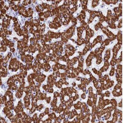 Immunohistochemistry PGPase Antibody - BSA Free