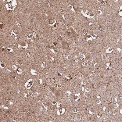 Immunohistochemistry-Paraffin: PGPase Antibody [NBP2-30549] - Staining of human cerebral cortex shows strong positivity in neuropil.