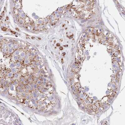 Immunohistochemistry-Paraffin: PGPase Antibody [NBP2-30549] - Staining of human testis shows moderate granular cytoplasmic positivity in cells in seminiferous ducts and Leydig cells.