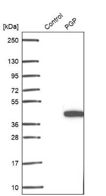 Western Blot: PGPase Antibody [NBP2-30549] - Analysis in control (vector only transfected HEK293T lysate) and PGP over-expression lysate (Co-expressed with a C-terminal myc-DDK tag (3.1 kDa) in mammalian HEK293T cells).