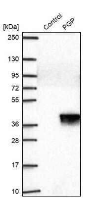 Western Blot PGPase Antibody - BSA Free
